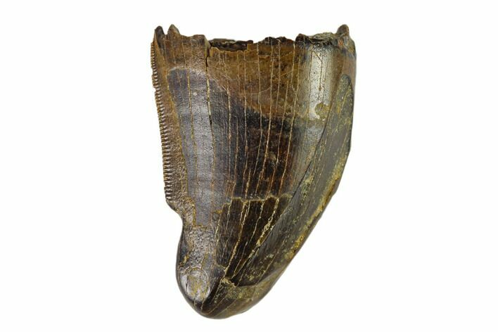 Tyrannosaur Tooth - Judith River Formation #133483